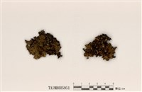 藏品(朝比奈島衣)的圖片